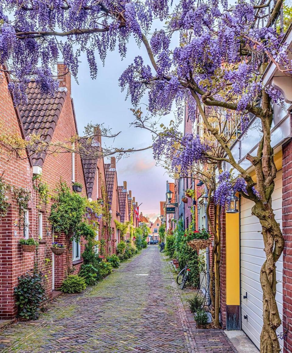 straat met bomen en kleurrijke planten
